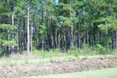 CLICK HERE TO ENLARGE PHOTO
